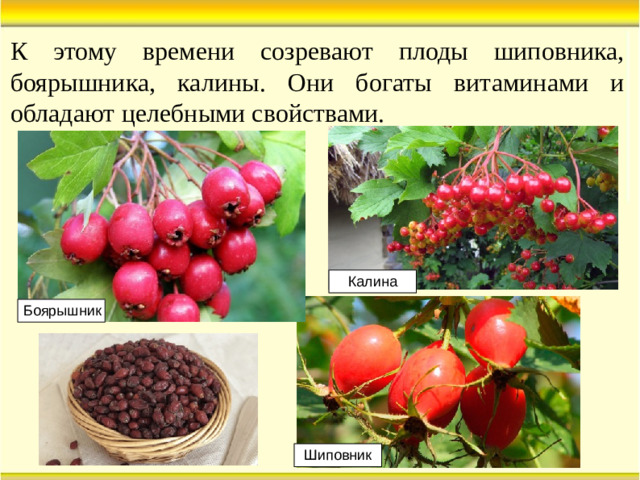 К этому времени созревают плоды шиповника, боярышника, калины. Они богаты витаминами и обладают целебными свойствами. Калина Боярышник Шиповник