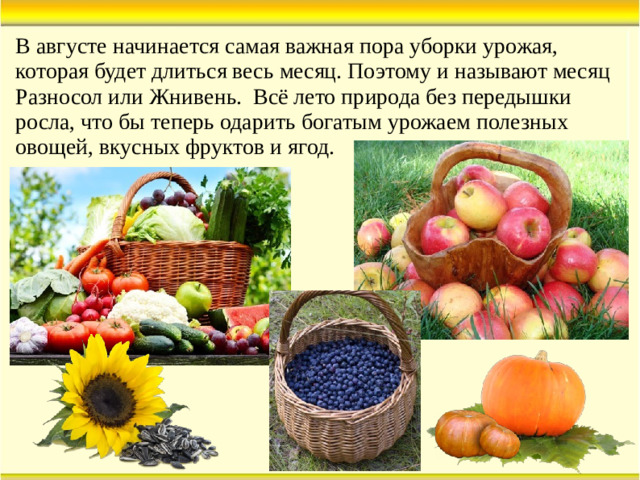В августе начинается самая важная пора уборки урожая, которая будет длиться весь месяц. Поэтому и называют месяц Разносол или Жнивень. Всё лето природа без передышки росла, что бы теперь одарить богатым урожаем полезных овощей, вкусных фруктов и ягод.