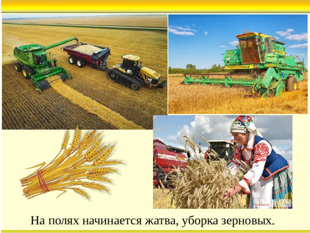 На полях начинается жатва, уборка зерновых.  