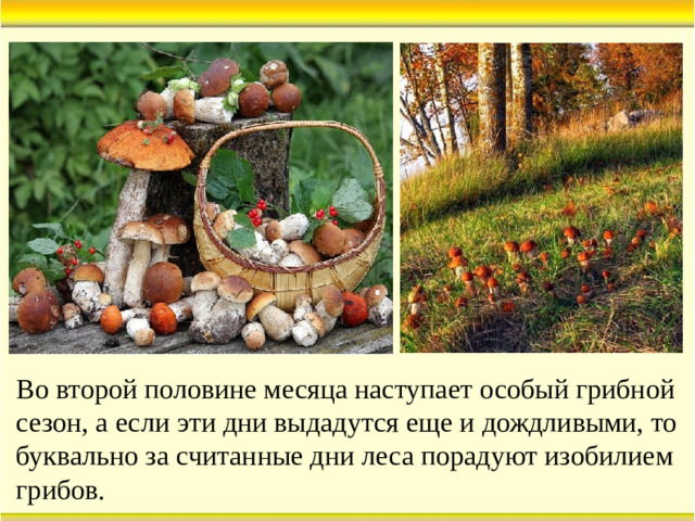 Во второй половине месяца наступает особый грибной сезон, а если эти дни выдадутся еще и дождливыми, то буквально за считанные дни леса порадуют изобилием грибов.