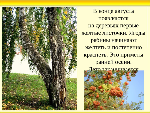 В конце августа появляются  на деревьях первые желтые листочки. Ягоды рябины начинают желтеть и постепенно краснеть. Это приметы ранней осени.  Лето заканчивается.