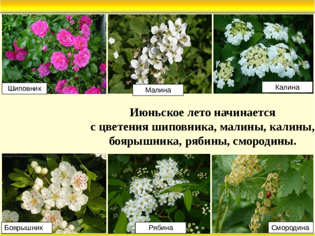 Калина Шиповник Малина Июньское лето начинается с цветения шиповника, малины, калины, боярышника, рябины, смородины. Смородина Боярышник Рябина