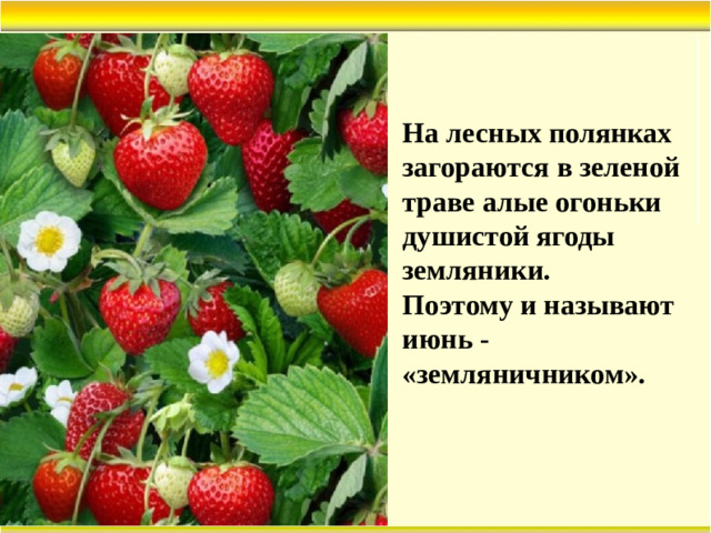 На лесных полянках загораются в зеленой траве алые огоньки душистой ягоды земляники. Поэтому и называют июнь - «земляничником».