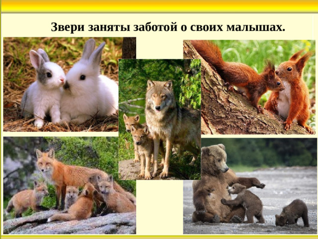Звери заняты заботой о своих малышах.