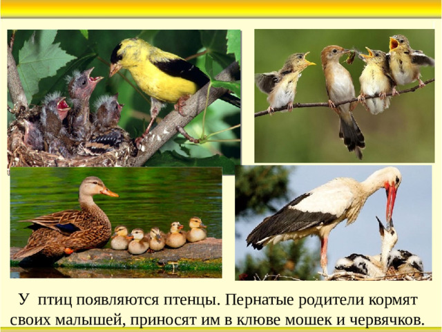 У птиц появляются птенцы. Пернатые родители кормят своих малышей, приносят им в клюве мошек и червячков.