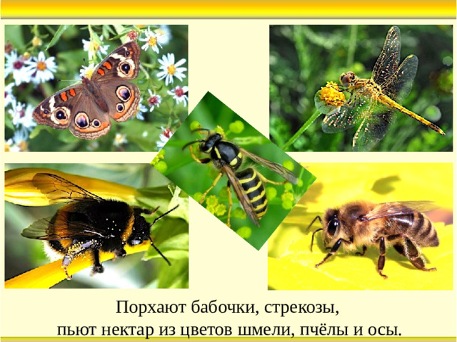 Порхают бабочки, стрекозы, пьют нектар из цветов шмели, пчёлы и осы.
