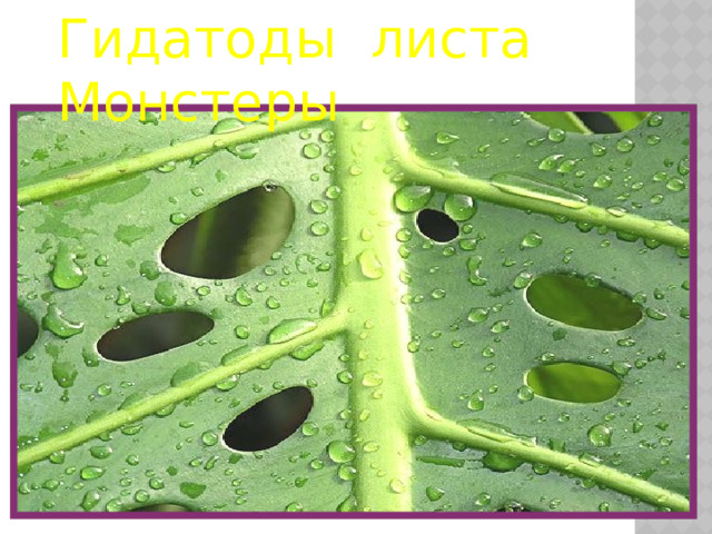 Гидатоды листа Монстеры
