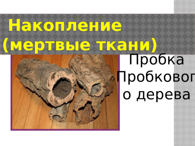 Накопление (мертвые ткани) Пробка Пробкового дерева
