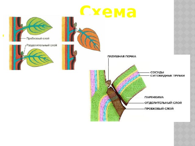 Схема листопада