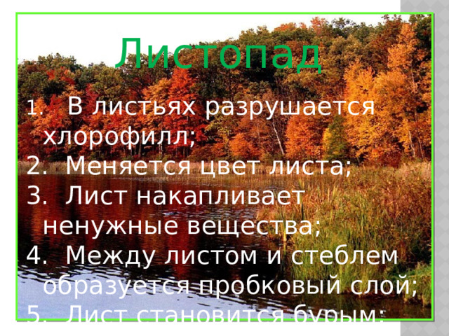 Листопад 1. В листьях разрушается хлорофилл; 2. Меняется цвет листа; 3. Лист накапливает ненужные вещества; 4. Между листом и стеблем образуется пробковый слой; 5. Лист становится бурым; 6. Лист отрывается и падает.