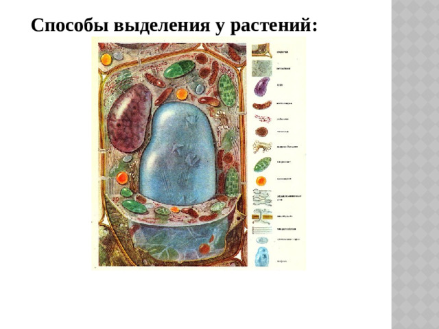 Способы выделения у растений: