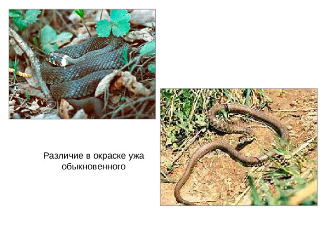 Различие в окраске ужа обыкновенного