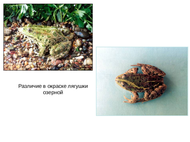 Различие в окраске лягушки озерной