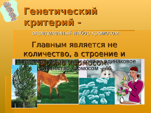 Генетический  критерий -  определенный набор хромосом. Главным является не количество, а строение и форма хромосом. Например, у человека и тополя одинаковое количество хромосом – 46.
