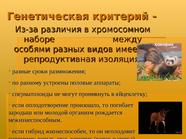 Генетическая критерий - Из-за различия в хромосомном наборе между особями разных видов имеется репродуктивная изоляция:  разные сроки размножения;  по разному устроены половые аппараты;  сперматозоиды не могут проникнуть в яйцеклетку;  если оплодотворение произошло, то погибает зародыш или молодой организм рождается нежизнеспособным.  если гибрид жизнеспособен, то он неплодовит например: лошак, мул, хонорик (хорек и норка) хонорик