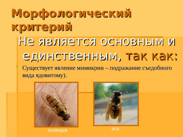 Морфологический критерий Не является основным и единственным,  так как: Существует явление мимикрии – подражание съедобного вида ядовитому). оса осовидка