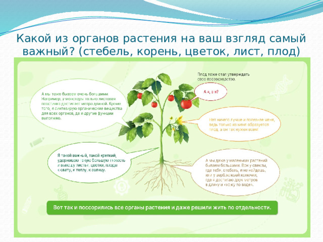 Какой из органов растения на ваш взгляд самый важный? (стебель, корень, цветок, лист, плод)