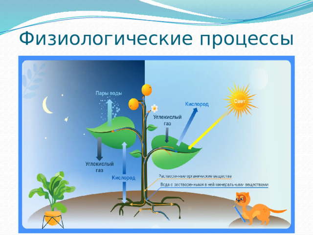 Физиологические процессы