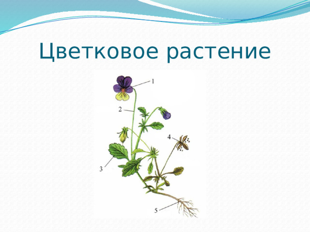Цветковое растение