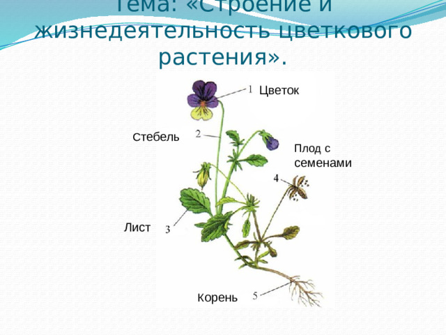Тема: «Строение и жизнедеятельность цветкового растения». Цветок  С тебель Плод с семенами  Лист  К орень