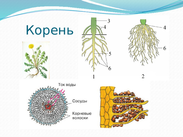 Корень