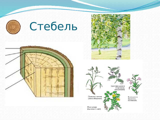 Стебель