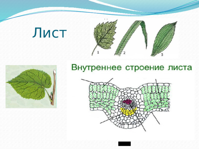 Лист