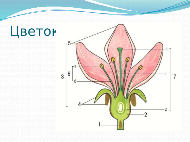 Цветок