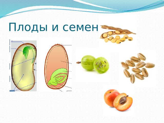 Плоды и семена