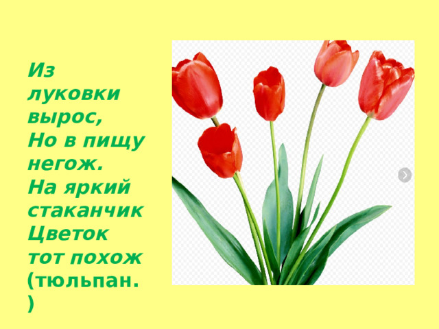 Из луковки вырос, Но в пищу негож. На яркий стаканчик Цветок тот похож (тюльпан. )