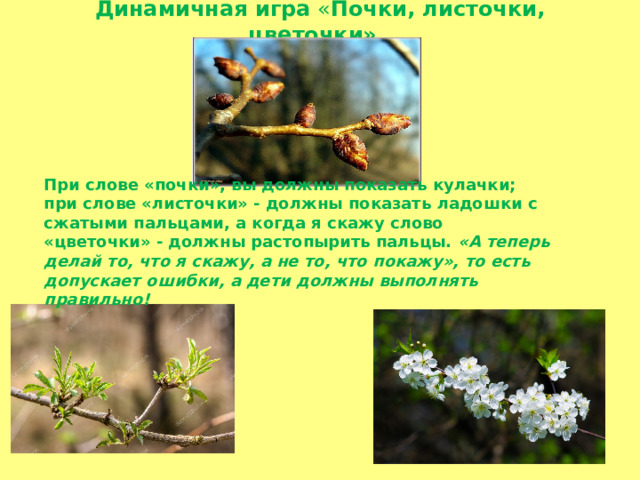 Динамичная игра « Почки, листочки, цветочки».    При слове «почки», вы должны показать кулачки; при слове «листочки» - должны показать ладошки с сжатыми пальцами, а когда я скажу слово «цветочки» - должны растопырить пальцы. «А теперь делай то, что я скажу, а не то, что покажу», то есть допускает ошибки, а дети должны выполнять правильно!