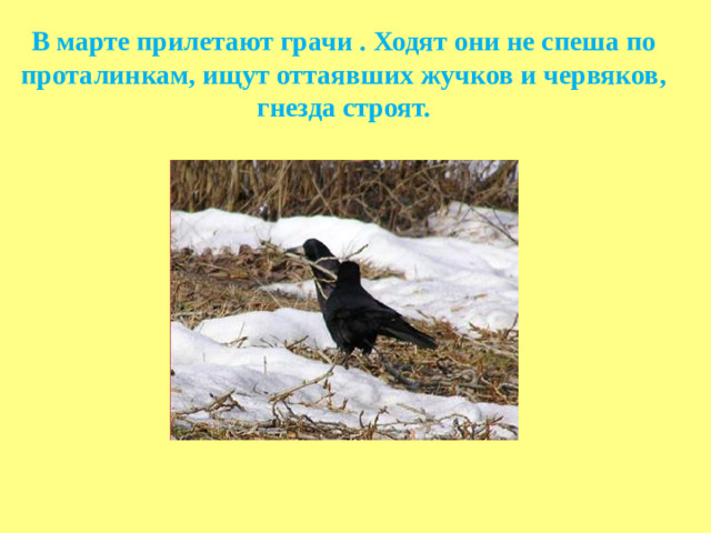 В марте прилетают грачи . Ходят они не спеша по проталинкам, ищут оттаявших жучков и червяков, гнезда строят.