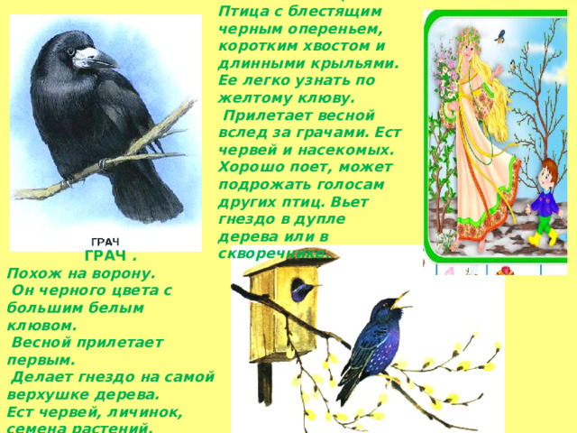 СКВОРЕЦ Птица с блестящим черным опереньем, коротким хвостом и длинными крыльями. Ее легко узнать по желтому клюву.  Прилетает весной вслед за грачами.  Ест червей и насекомых.  Хорошо поет, может подрожать голосам других птиц.  Вьет гнездо в дупле дерева или в скворечнике. ГРАЧ . Похож на ворону.  Он черного цвета с большим белым клювом.  Весной прилетает первым.  Делает гнездо на самой верхушке дерева. Ест червей, личинок, семена растений.