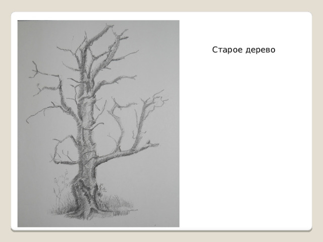 Старое дерево