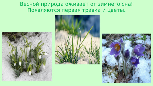 Весной природа оживает от зимнего сна! Появляются первая травка и цветы.
