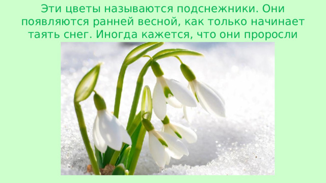 Эти цветы называются подснежники. Они появляются ранней весной, как только начинает таять снег. Иногда кажется, что они проросли прямо из-под снега.
