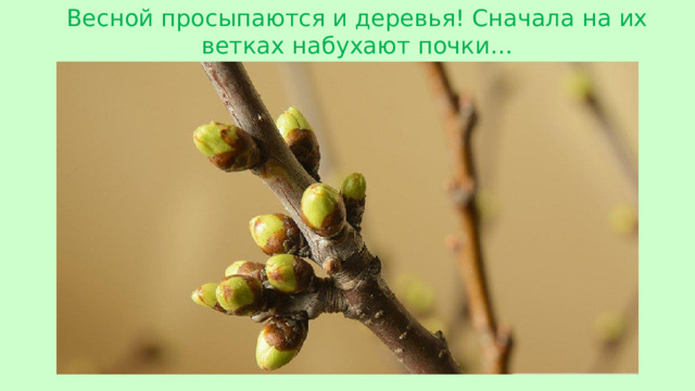 Весной просыпаются и деревья! Сначала на их ветках набухают почки…