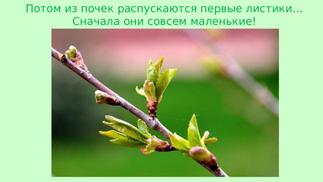 Потом из почек распускаются первые листики… Сначала они совсем маленькие!