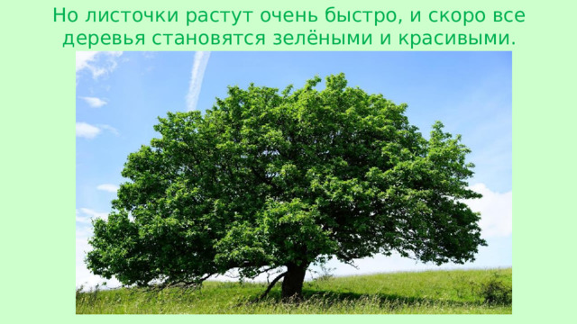 Но листочки растут очень быстро, и скоро все деревья становятся зелёными и красивыми.