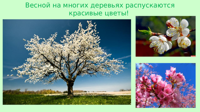 Весной на многих деревьях распускаются красивые цветы!