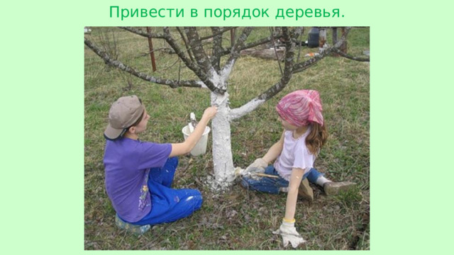 Привести в порядок деревья.