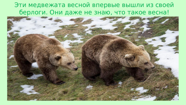 Эти медвежата весной впервые вышли из своей берлоги. Они даже не знаю, что такое весна! Давай им расскажем!