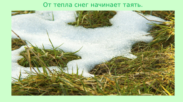 От тепла снег начинает таять.
