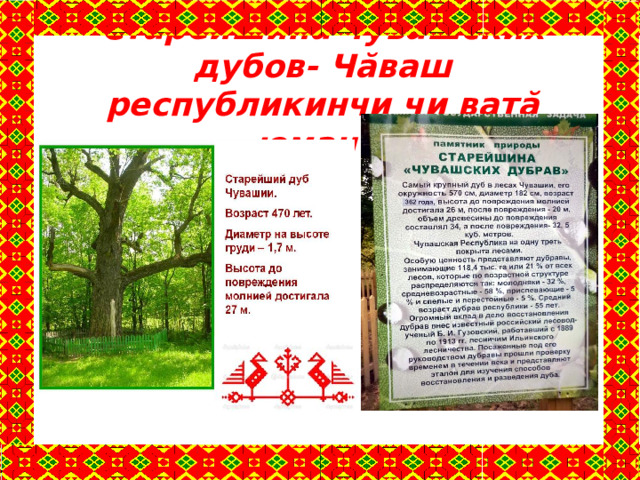 Старейшина чувашских дубов- Чăваш республикинчи чи ватă юман