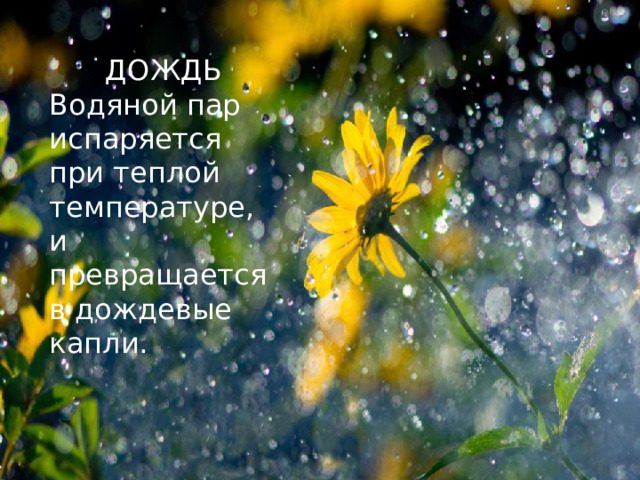 ДОЖДЬ Водяной пар испаряется при теплой температуре, и превращается в дождевые капли.