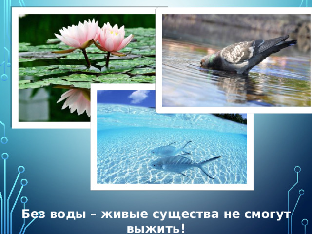 Без воды – живые существа не смогут выжить!