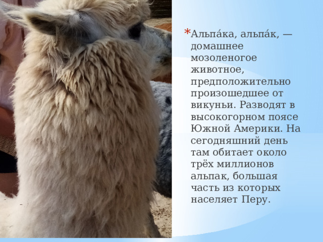 Альпа́ка, альпа́к, — домашнее мозоленогое животное, предположительно произошедшее от викуньи. Разводят в высокогорном поясе Южной Америки. На сегодняшний день там обитает около трёх миллионов альпак, большая часть из которых населяет Перу.