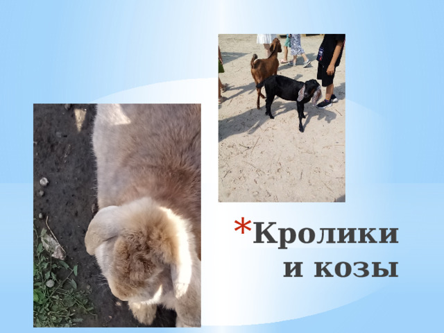 Кролики и козы