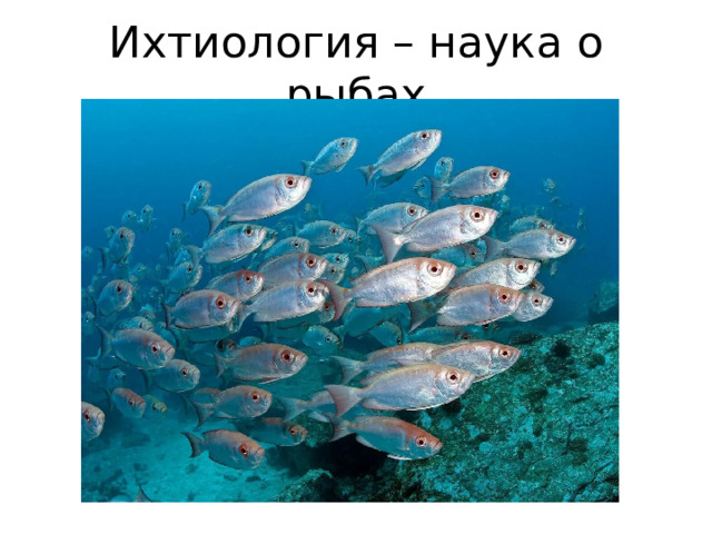 Ихтиология – наука о рыбах