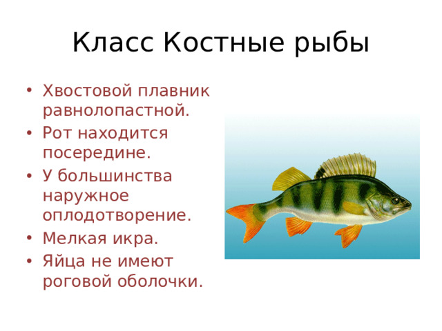 Класс Костные рыбы